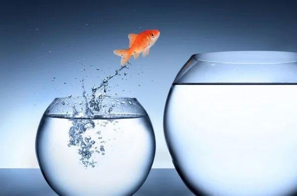Fish jumping from a small fish bowl into a larger one